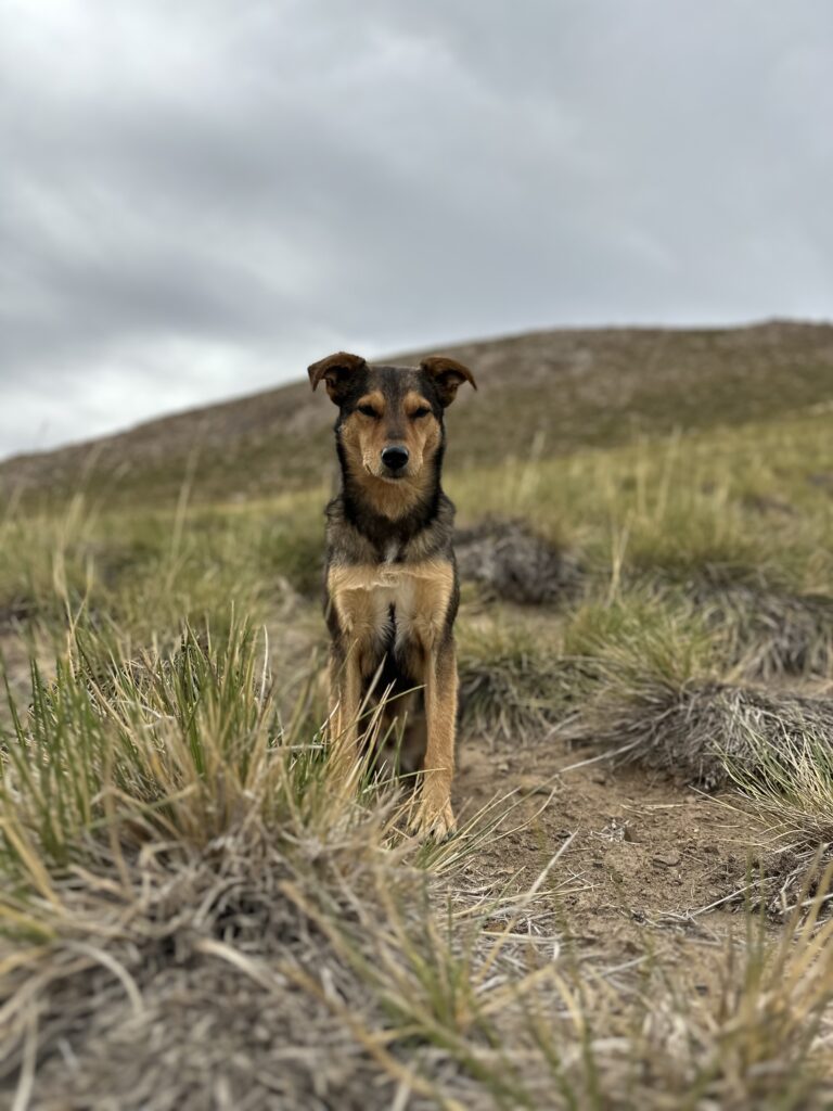 Tito the Angel dog